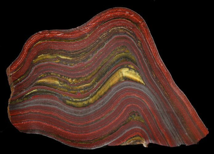 Polished Tiger Iron Stromatolite - ( Billion Years) #46613